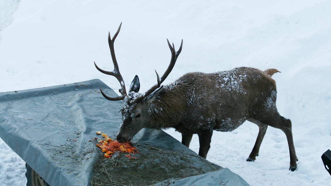 Ein Hirsch frisst Futter von einer Ladefläche: In der Schweiz wurde ein Tier erlegt. (Symbolbild)