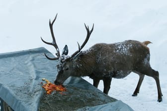 Ein Hirsch frisst Futter von einer Ladefläche: In der Schweiz wurde ein Tier erlegt. (Symbolbild)