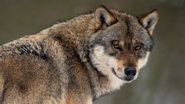 Ein Wolf in einem Gehege im Wildpark Neuhaus.