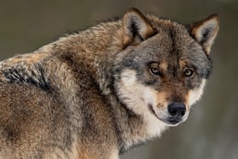 Ein Wolf in einem Gehege im Wildpark Neuhaus.