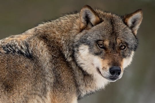 Ein Wolf in einem Gehege im Wildpark Neuhaus.