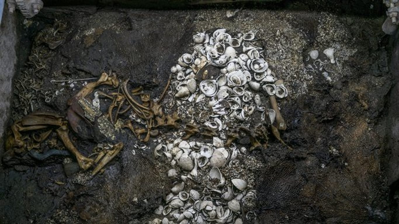 Die Überreste eines Jaguars - umgeben von Muscheln und Korallen.