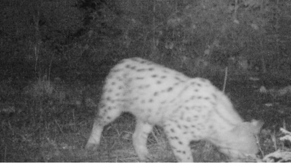 Zweifelsfrei ein Luchs: Das Tier ist im Nordschwarzwald in eine Fotofalle getappt.