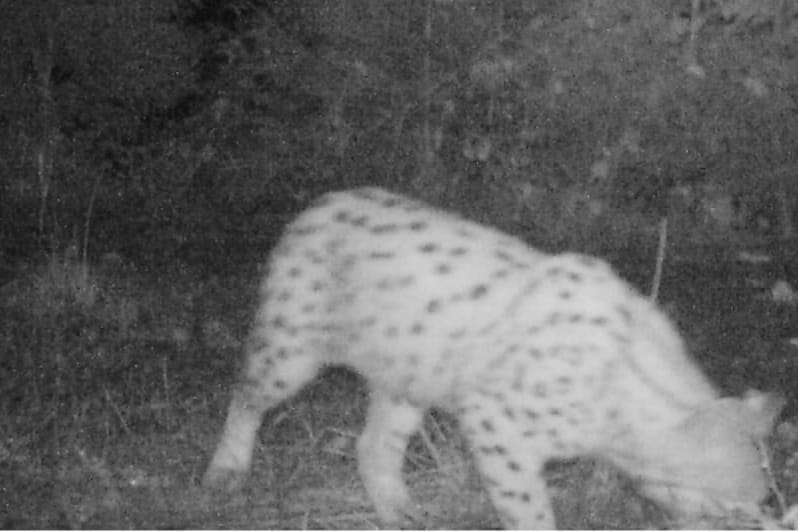 Zweifelsfrei ein Luchs: Das Tier ist im Nordschwarzwald in eine Fotofalle getappt.