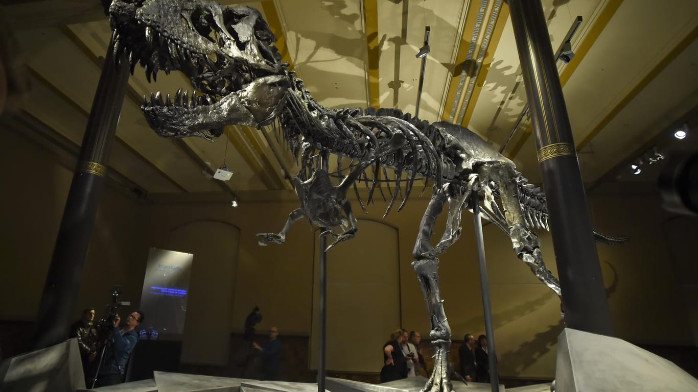 Das Skelett des Tyrannosaurus Rex: Das Exponat wurde nach den beiden Söhnen der Spender benannt, die den Fund finanziert hatten.