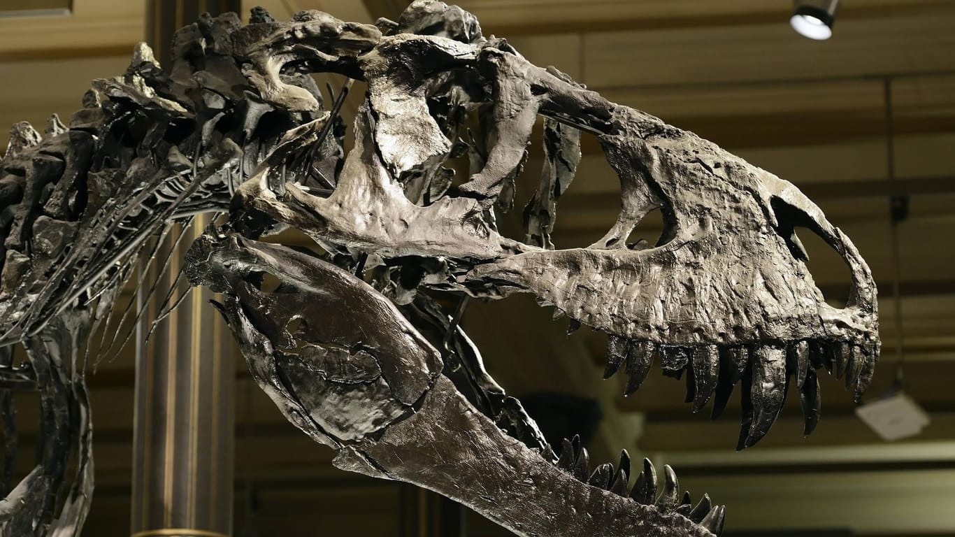 Das weltweit einmalige Skelett des Tyrannosaurus rex T rex Tristan Otto Schädel Naturkundemus