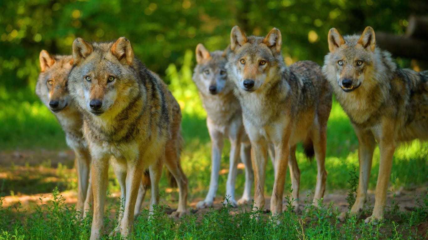 Ein Wolfsrudel: Künftig muss nicht mehr klar sein, welcher Wolf genau für das Töten der Tiere verantwortlich ist.