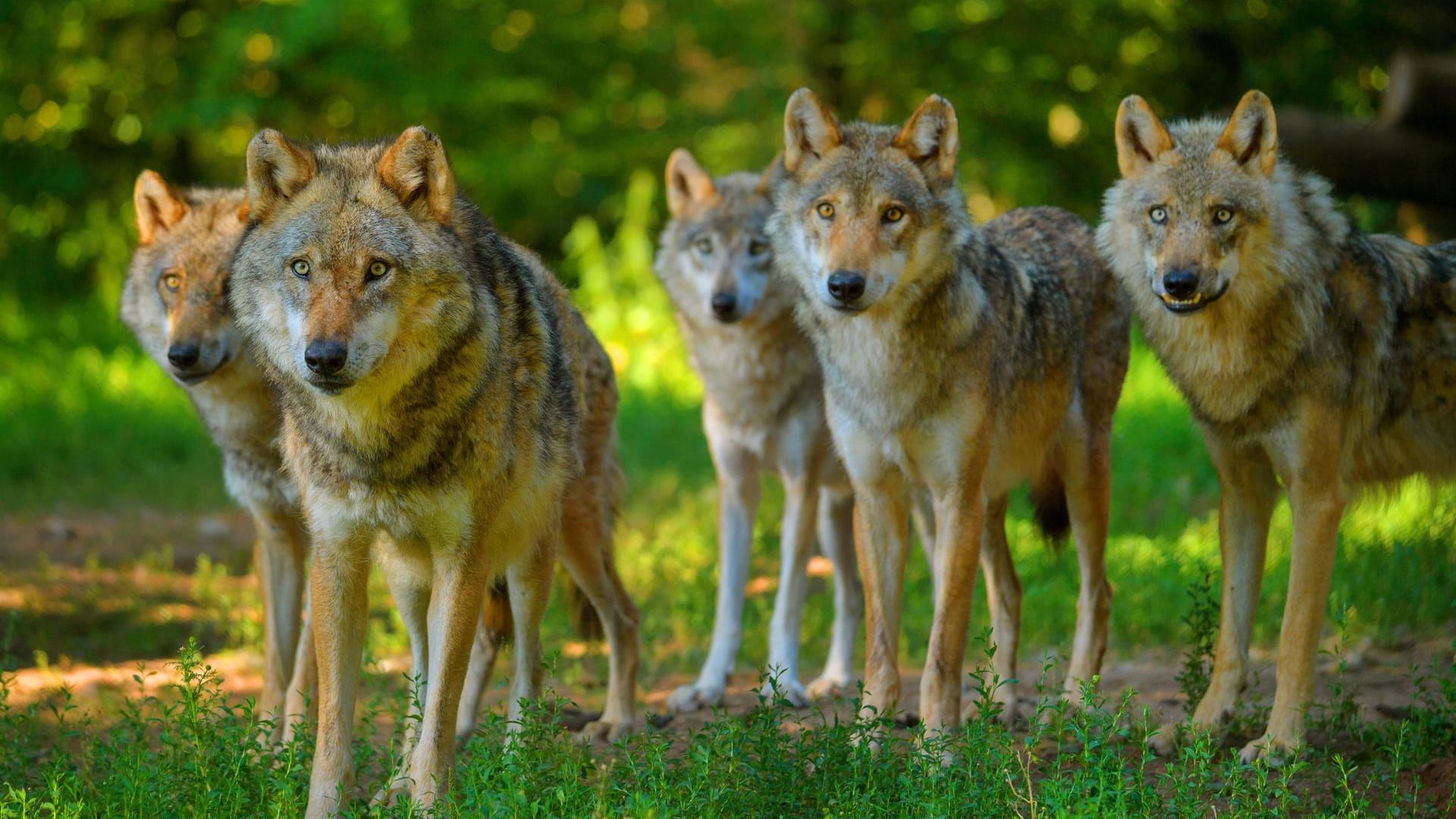 Ein Wolfsrudel: Künftig muss nicht mehr klar sein, welcher Wolf genau für das Töten der Tiere verantwortlich ist. Ein Wolfsrudel: Künftig muss nicht mehr klar sein, welcher Wolf genau für das Töten der Tiere verantwortlich ist.