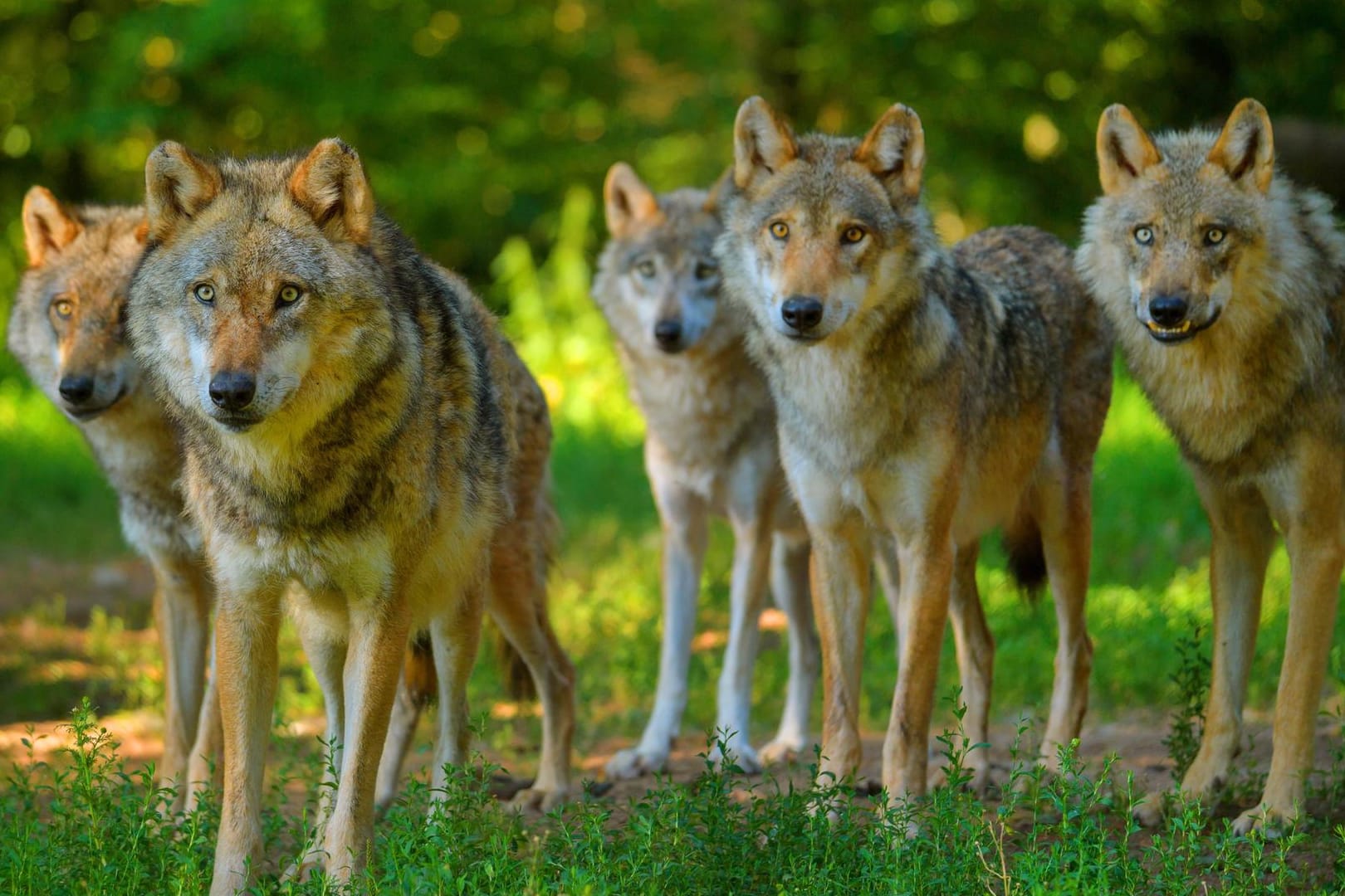 Ein Wolfsrudel: Künftig muss nicht mehr klar sein, welcher Wolf genau für das Töten der Tiere verantwortlich ist.