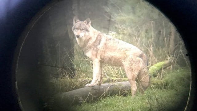 Ein Wolf steht im Fokus des Fadekreuz eines Gewehres.