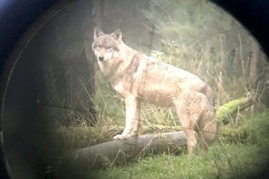 Ein Wolf steht im Fokus des Fadekreuz eines Gewehres.