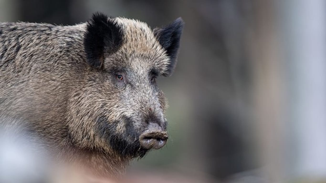 Bisher ist in Deutschland kein Fall der Afrikanischen Schweinepest bekannt.