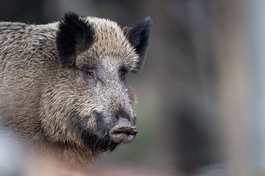 Bisher ist in Deutschland kein Fall der Afrikanischen Schweinepest bekannt.