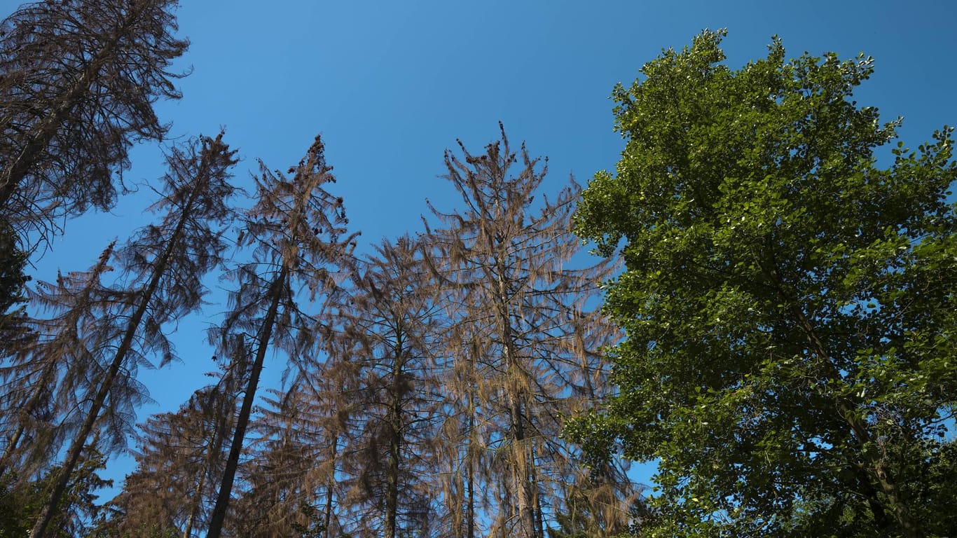 Waldsterben in Bonn: Die Borkenkäferplage zerstört die Wälder.