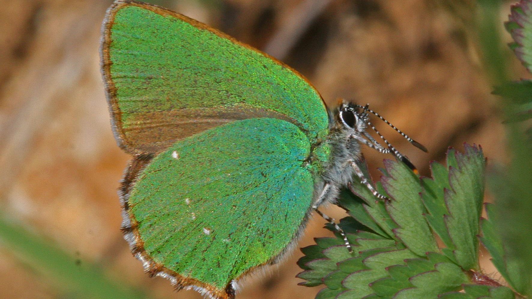 Grüner Zipfelfalter: Der Grüne Zipfelfalter ist Schmetterling des Jahres 2020.