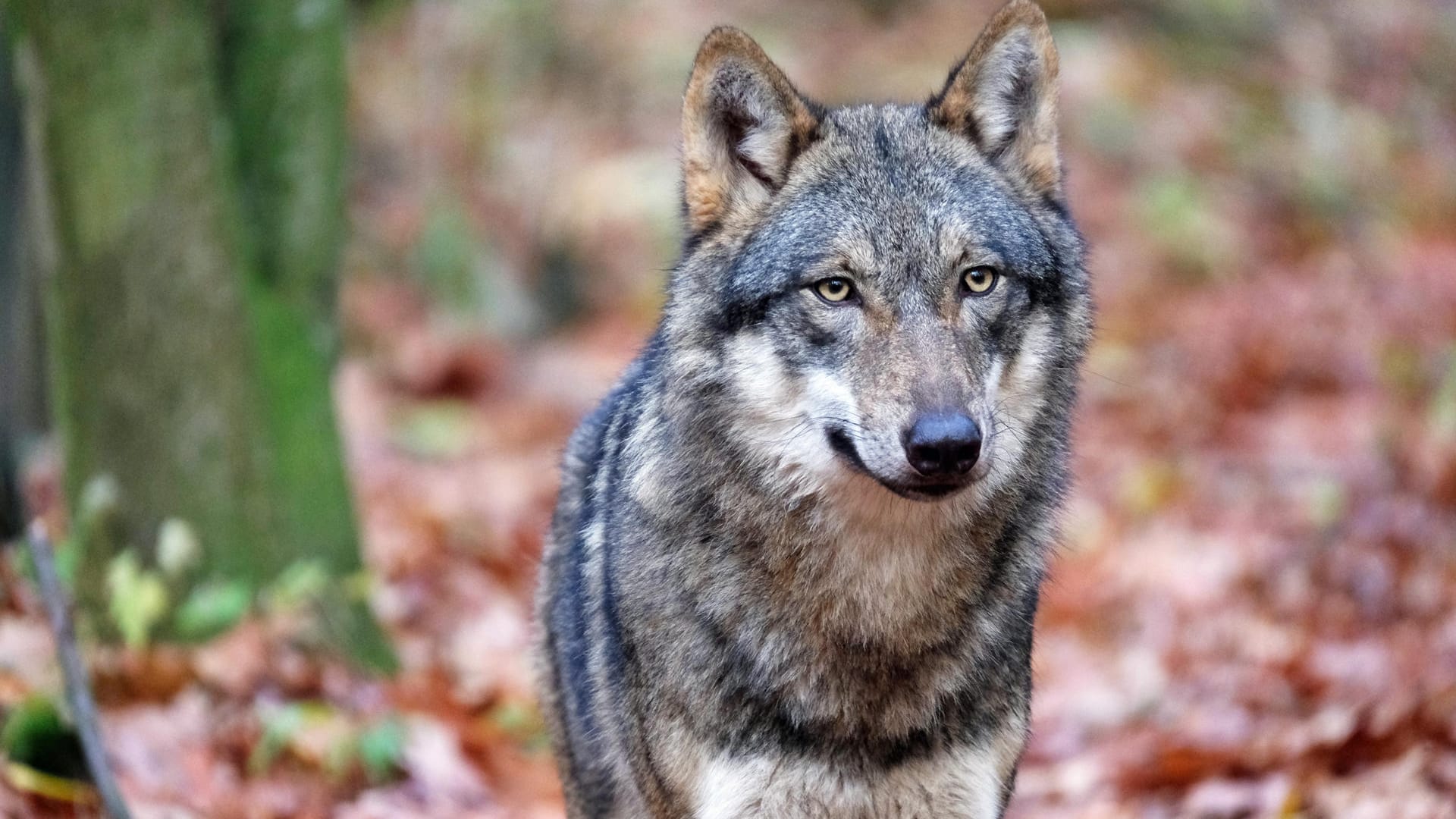 Ein Wolf im Wald: Der Kindergarten hofft, nach den Weihnachtsferien in den Wald zurückkehren zu können (Symbolbild).