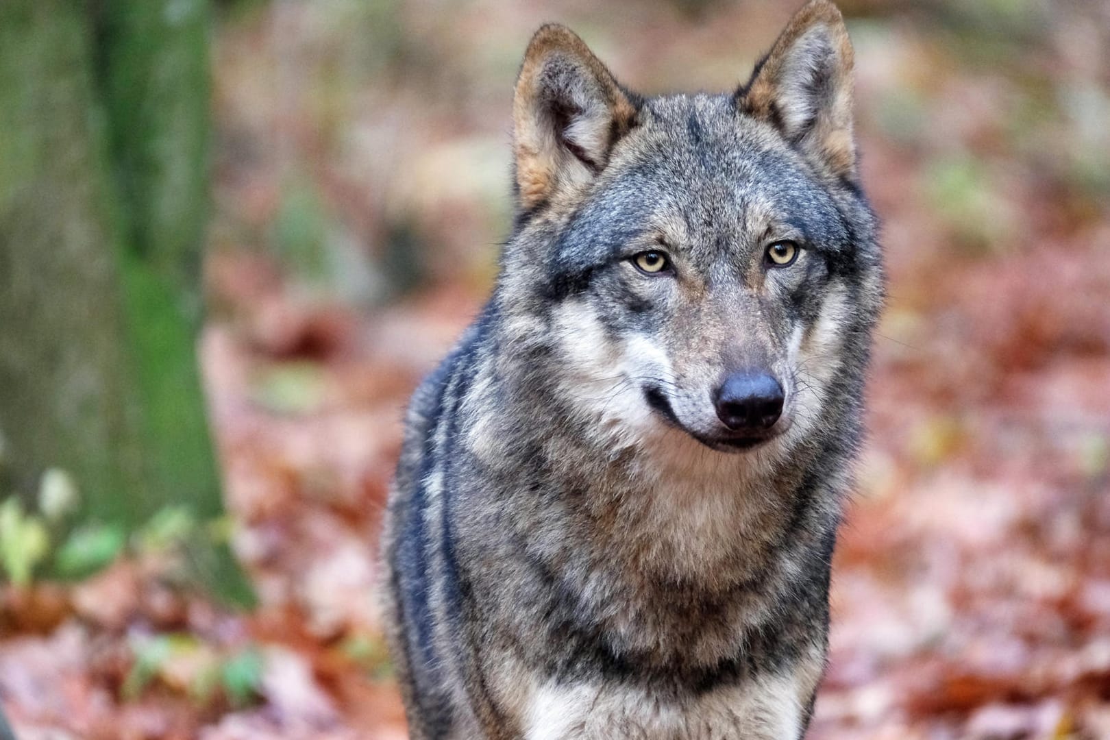 Ein Wolf im Wald: Der Kindergarten hofft, nach den Weihnachtsferien in den Wald zurückkehren zu können (Symbolbild).