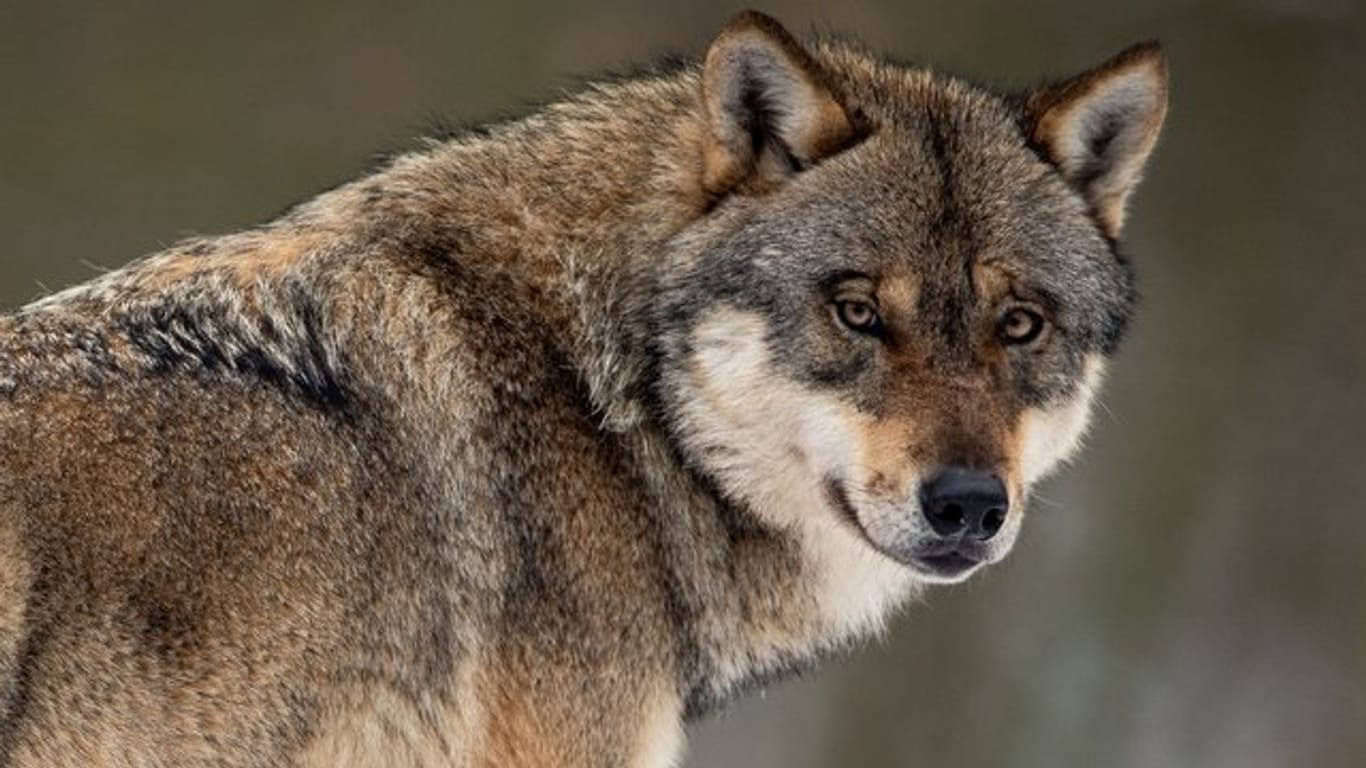 Ein Wolf steht in einem Gehege im Wildpark Neuhaus.