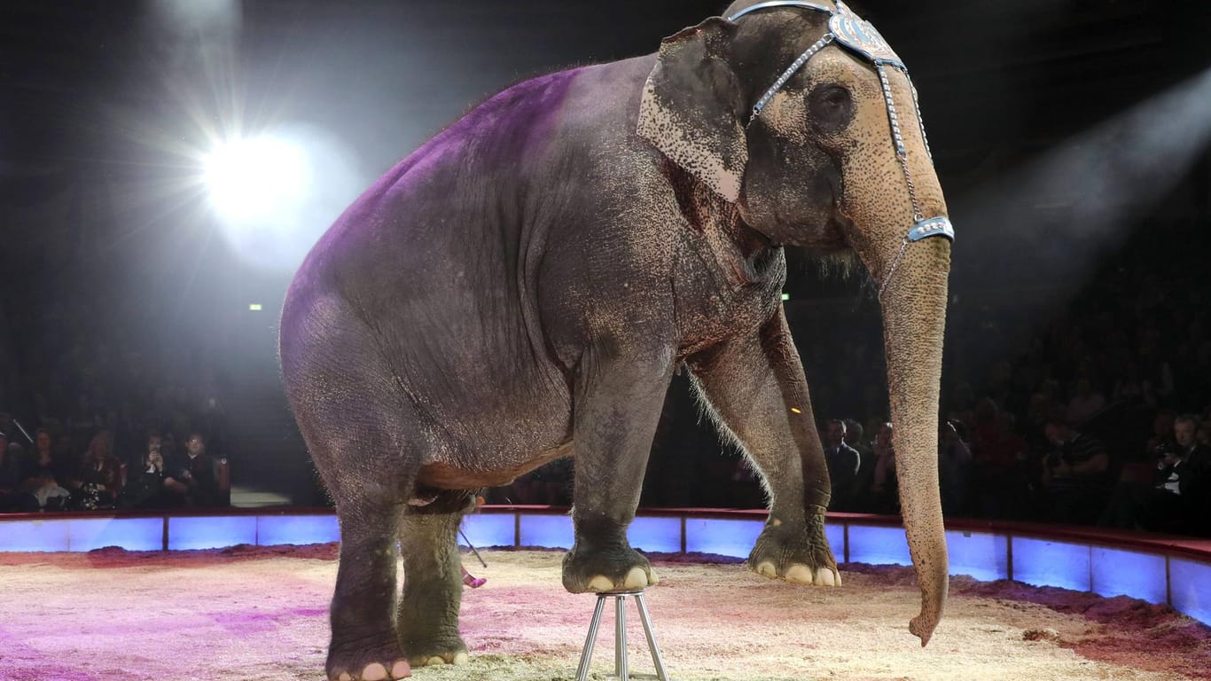 Ein Elefant im Zirkus (Symbolbild): Tierschützer wollen gegen einen Zirkus in Wuppertal protestieren.