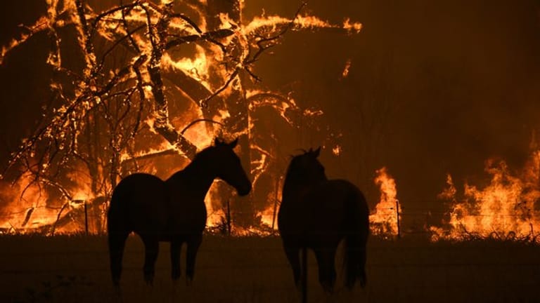 Zwei Pferde stehen auf ihrer Koppel, Feuer lodern im Hintergrund.
