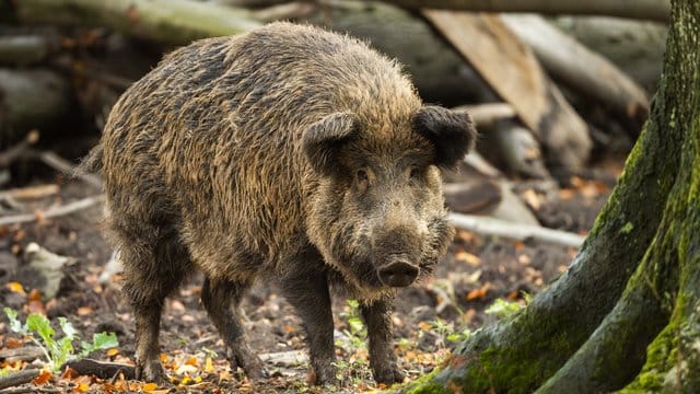Ein Wildschwein steht in einem Gehege im Wildpark Düsseldorf.