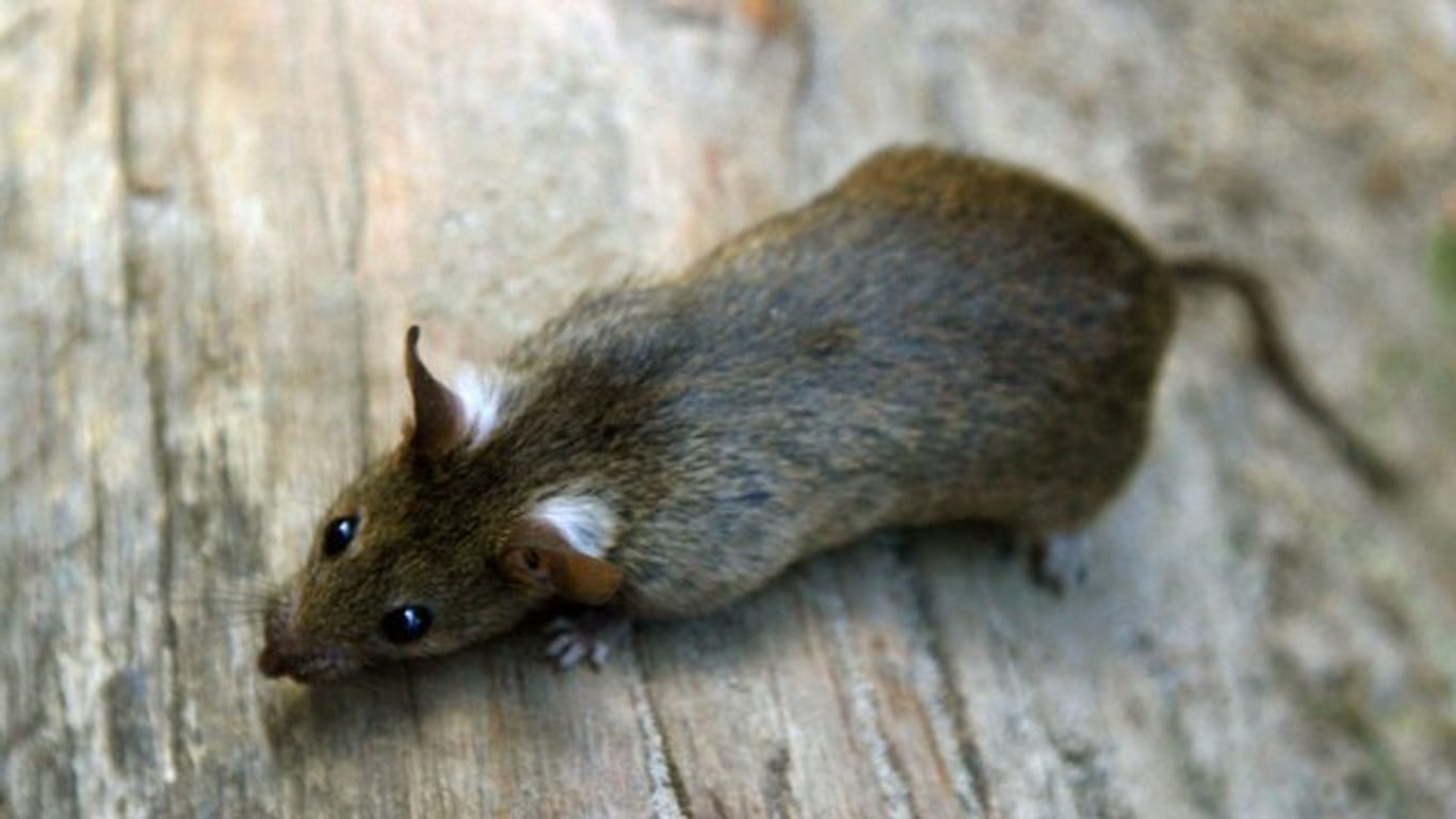 Ratten hatten in Nizza für einen Ausfall der Torlinientechnologie gesorgt.