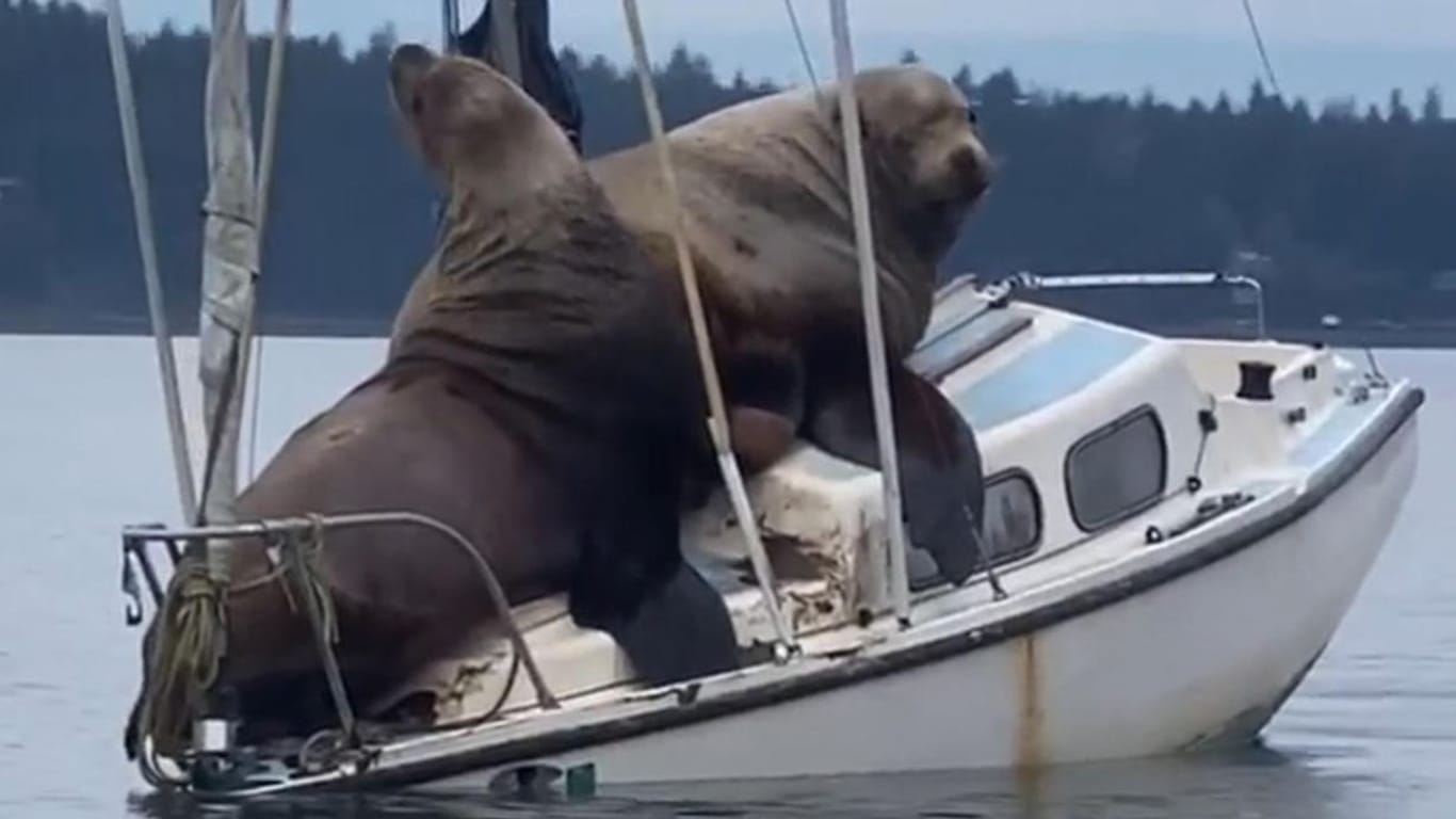 Seelöwen kapern ein Segelboot – ein Fischer hält den Vorfall auf Video fest.