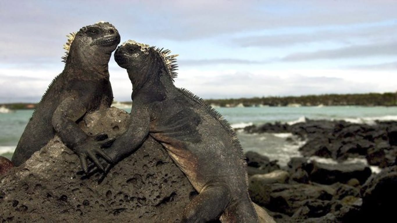 Zwei Meerechsen auf den Galapagos-Inseln.