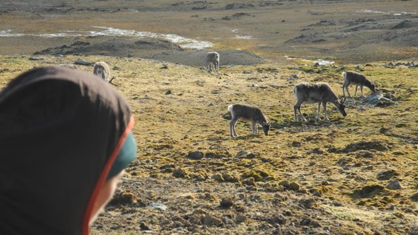 Eine Wissenschaftlerin betrachtet eine Rentier-Herde auf Spitzbergen.