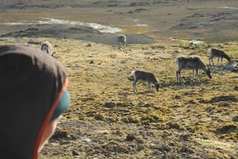 Eine Wissenschaftlerin betrachtet eine Rentier-Herde auf Spitzbergen.