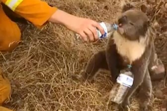Ein Feuerwehrmann versorgt einen Koala mit Wasser: Die kleinen Tiere sind sehr langsam und verstecken sich bei Gefahren auf Bäumen – bei den derzeitigen Buschbränden in Australien kein guter Instinkt.