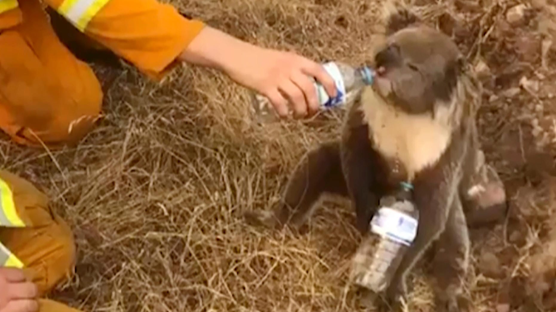 Ein Feuerwehrmann versorgt einen Koala mit Wasser: Die kleinen Tiere sind sehr langsam und verstecken sich bei Gefahren auf Bäumen – bei den derzeitigen Buschbränden in Australien kein guter Instinkt.