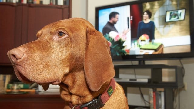 Mieter, die ein Haustier halten, müssen die vertragsgemäße Nutzung der Wohnung sicherstellen.