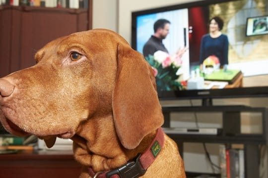 Mieter, die ein Haustier halten, müssen die vertragsgemäße Nutzung der Wohnung sicherstellen.