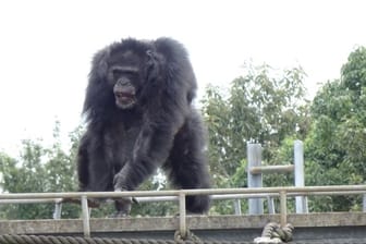 Ein männlicher Schimpanse macht eine rhythmische Vorführung im Gehege des Primatenforschungsinstituts der Universität Kyoto.