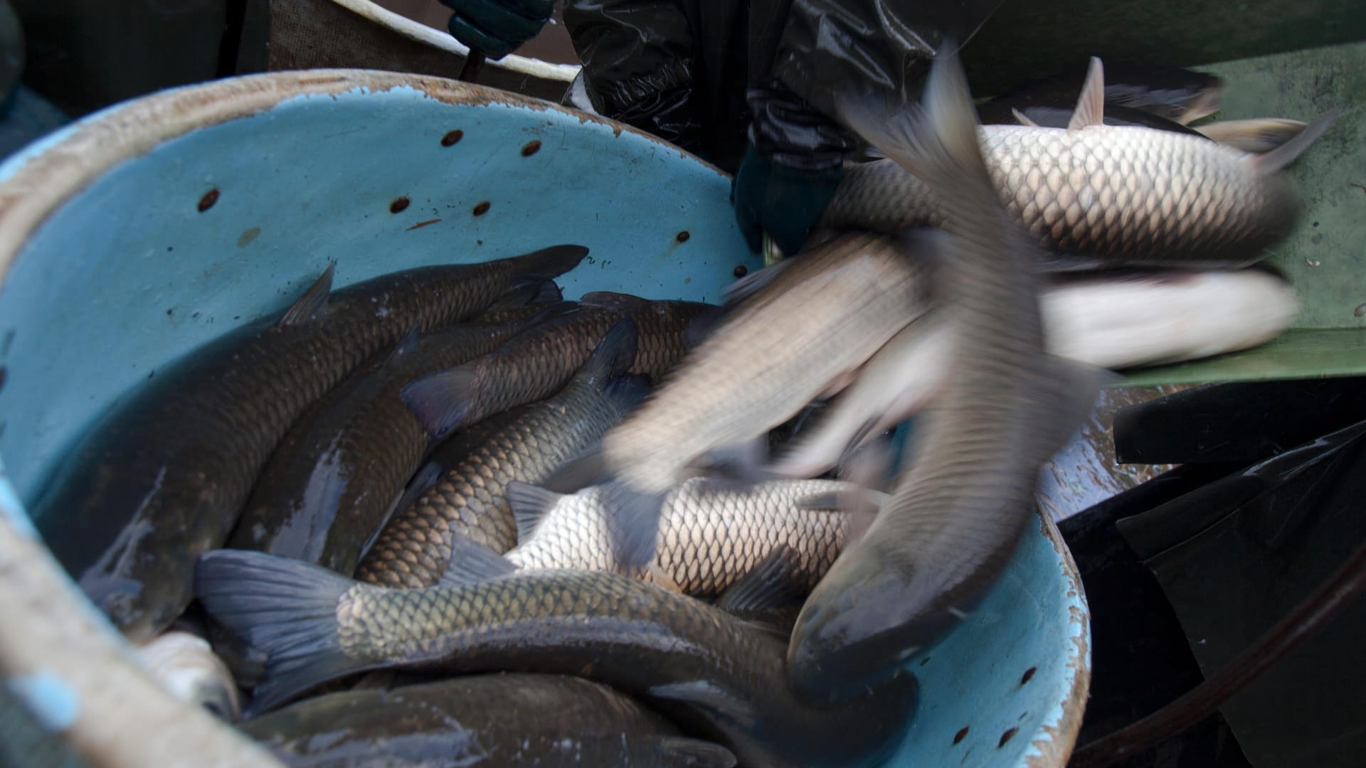 Karpfen und anderer Fische beim Abfischen eines Teiches in Tschechien: Die 62-Jährige verlor die Kontrolle über ihr Auto. (Symbolfoto) Karpfen und anderer Fische beim Abfischen eines Teiches in Tschechien: Die 62-Jährige verlor die Kontrolle über ihr Auto. (Symbolfoto)