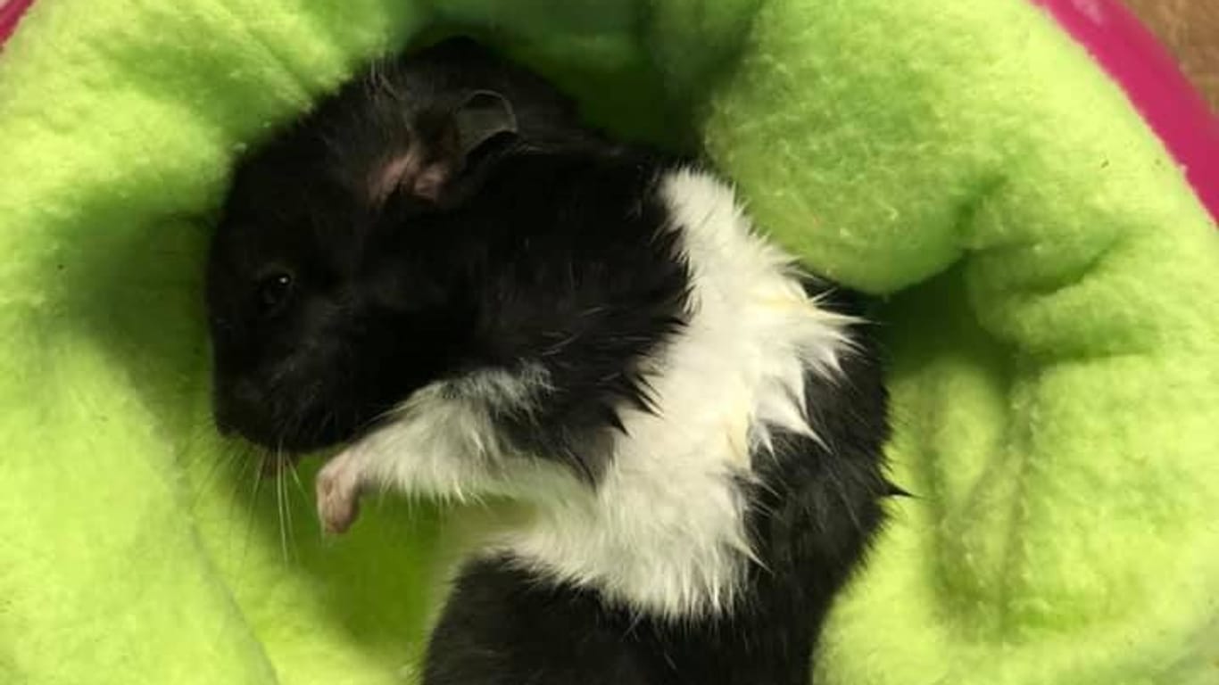 Der Hamster aus Mainz: Das Kleintierhaus machte sein Schicksal jetzt auf Facebook öffentlich.