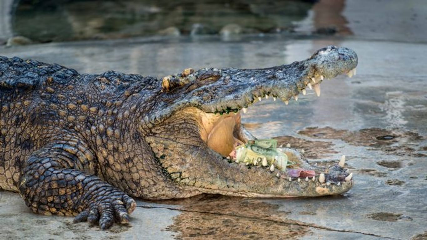 Das etwa 1,5 Meter lange und rund 15 Kilogramm schwere Krokodil gehörte zur seltenen Art der Philippinen-Krokodile.