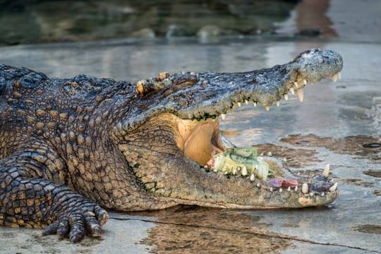 Das etwa 1,5 Meter lange und rund 15 Kilogramm schwere Krokodil gehörte zur seltenen Art der Philippinen-Krokodile.