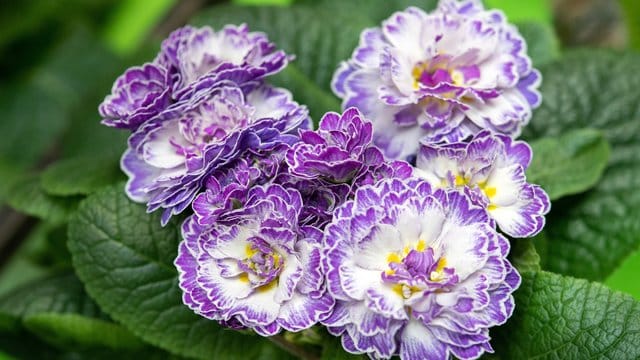 Die Rosenprimel (Primula vulgaris belarina) erblüht im März.