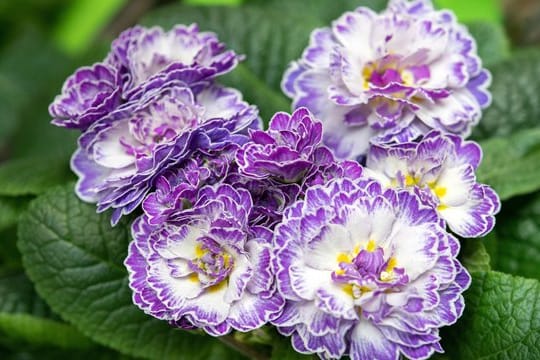 Die Rosenprimel (Primula vulgaris belarina) erblüht im März.