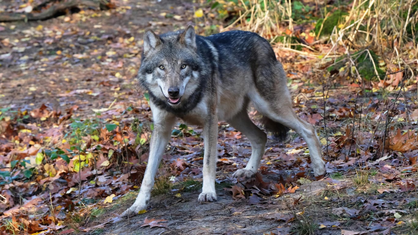 Ein Wolf (Symbolbild) soll in Belgien ein Känguru getötet haben.