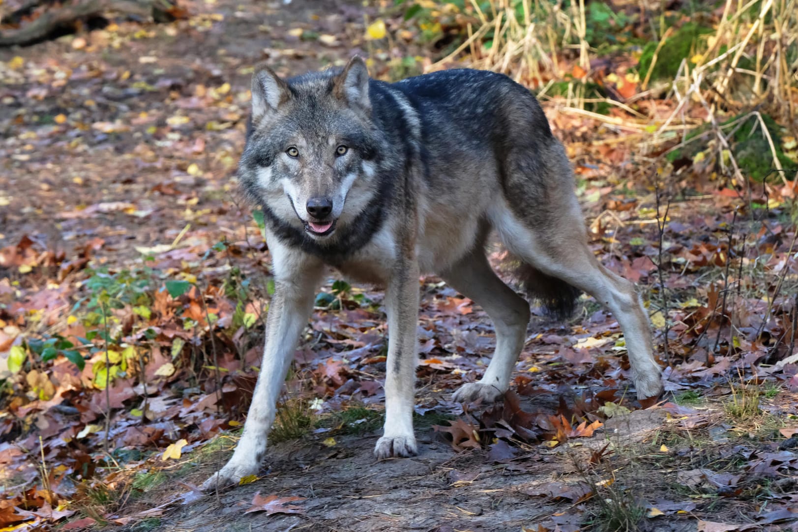 Ein Wolf (Symbolbild) soll in Belgien ein Känguru getötet haben.