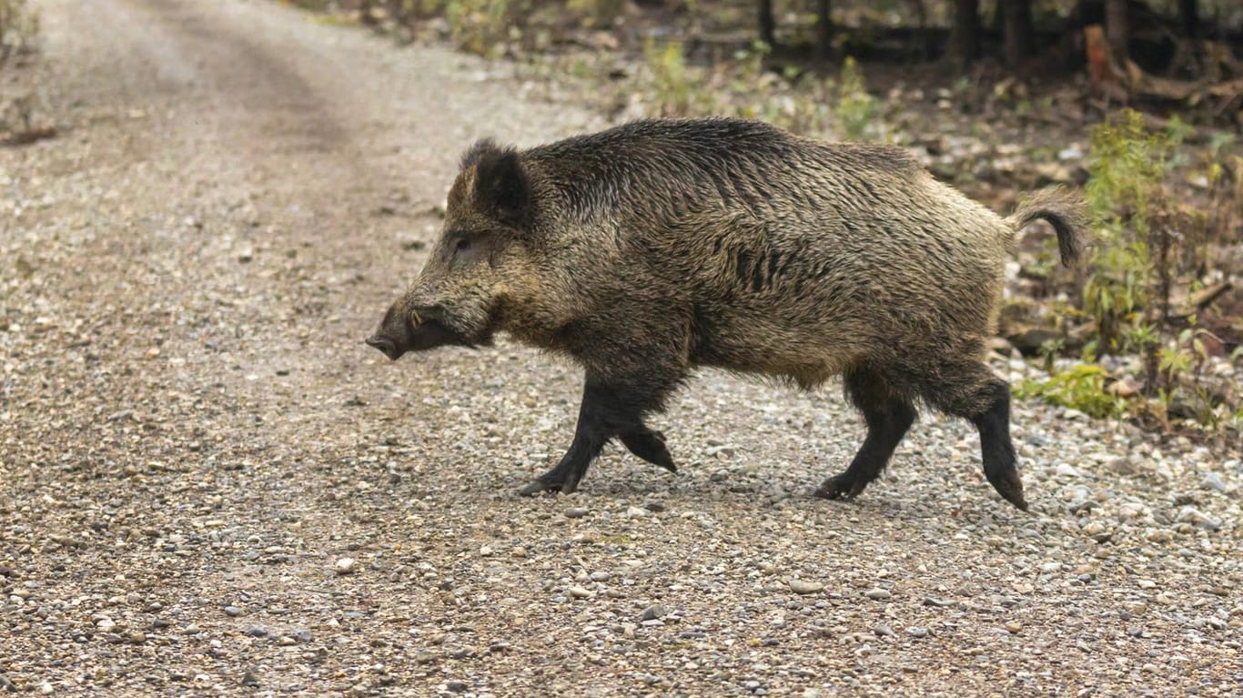 Wildschwein auf Waldweg: Besonders in der Dämmerung müssen Autofahrer aufpassen. (Symbolbild)
