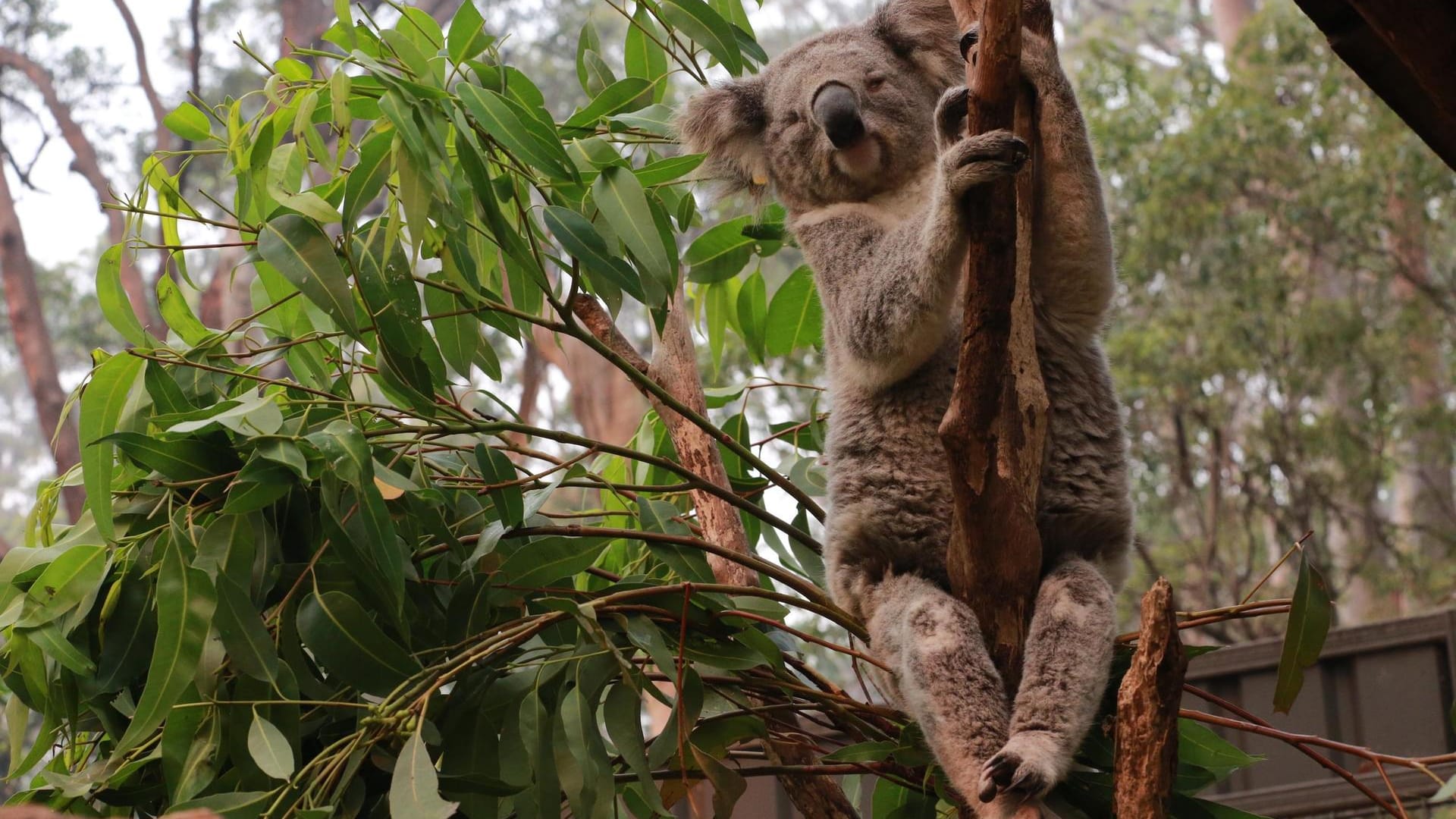 Ein Koala: Zuletzt verbrannten Tausende der Tiere bei Buschbränden, ihr Lebensraum wurde zerstört. Auch andere Arten sind vom Aussterben bedroht.