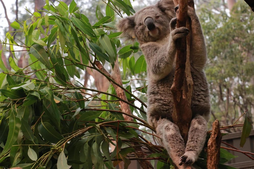 Ein Koala: Zuletzt verbrannten Tausende der Tiere bei Buschbränden, ihr Lebensraum wurde zerstört. Auch andere Arten sind vom Aussterben bedroht.