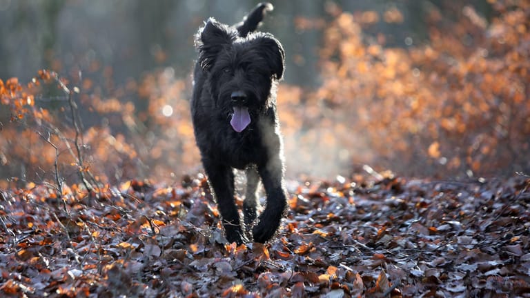 Entlaufender Hund: Rennt ein Tier weg, gibt es Verhaltensregeln, mit denen die Chance steigt, es wiederzufinden.