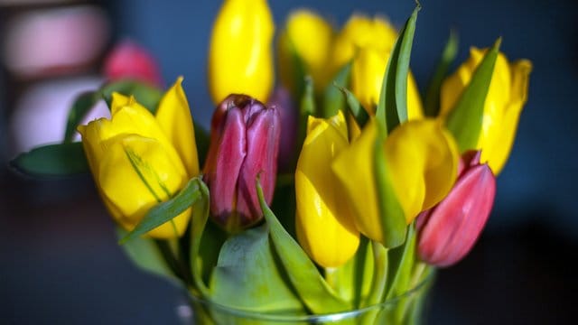 Tulpen in einer Blumenvase Tulpen in einer Blumenvase