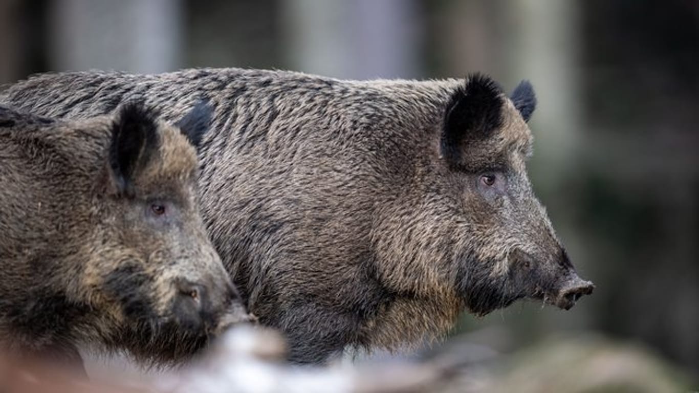 Durch Wildschweine könnte die Schweinepest nach Deutschland getragen werden.
