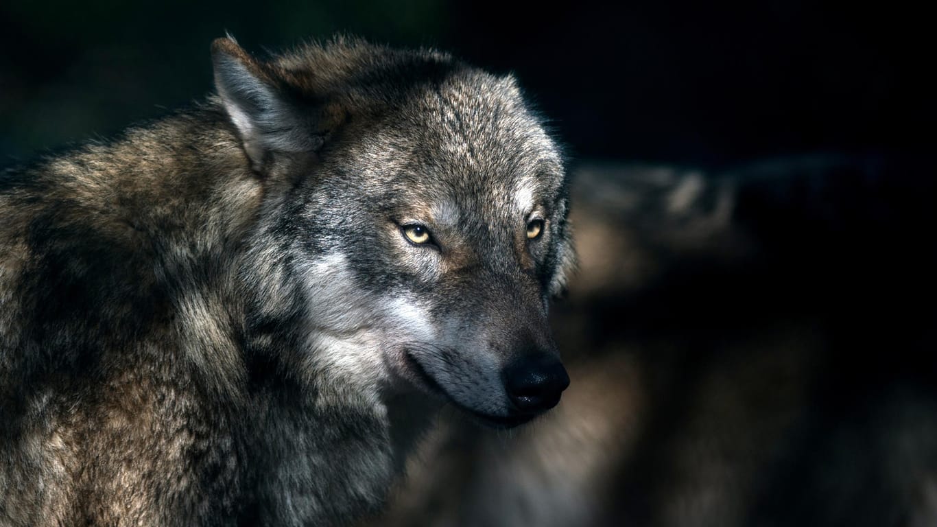 Wolf im Zoogehege: In Freiheit leben in Deutschland immer mehr Exemplare.